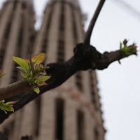 Primavera en Barcelona - NOB 190